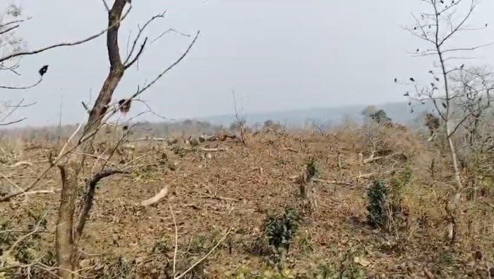  MP NEWS: वन माफिया की करतूतः ठूंठ बने बेशकीमती सागौन के पेड़, जंगलों पर मंडराया अस्तित्व का संकट