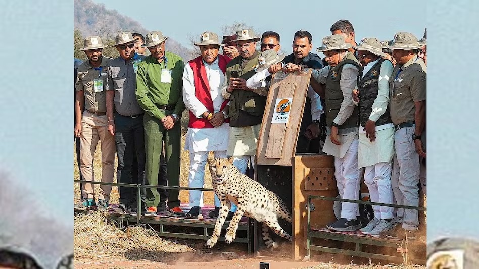 सफल वन्यजीव संरक्षण से विश्व में बढ़ी मध्यप्रदेश की साख : CM डॉ. मोहन