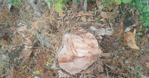 डीएफओ के संरक्षण में जंगलों की कटाई का बड़ा खेल!, सांवलीगढ़ रेंज में सागौन के सैकड़ों पेड़ों पर चली आरी