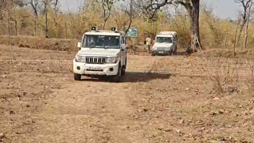 सांवलीगढ़ में ‘हरे सोने’ की लूट! सैकड़ों सागौन के पेड़ कटे, नाकेदार को बचाने में पूरा वन महकमा बेनकाब