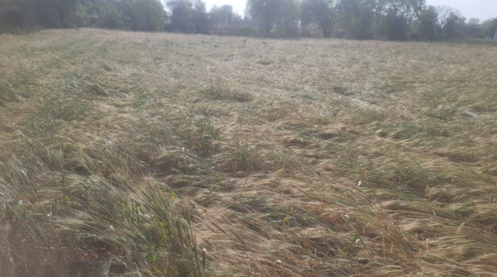 तेज बारिश, आंधी-तूफान और ओलावृष्टि ने बढ़ाई किसानों की चिंता, खेतों में खड़ी फसलें हुई बर्बाद