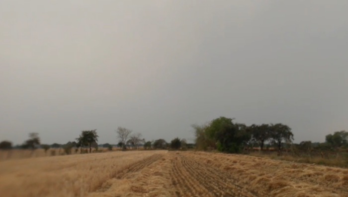 तेज़ तूफान और बारिश से खेतों में खड़ी फसल बर्बाद,  किसानों की बढ़ी चिंता