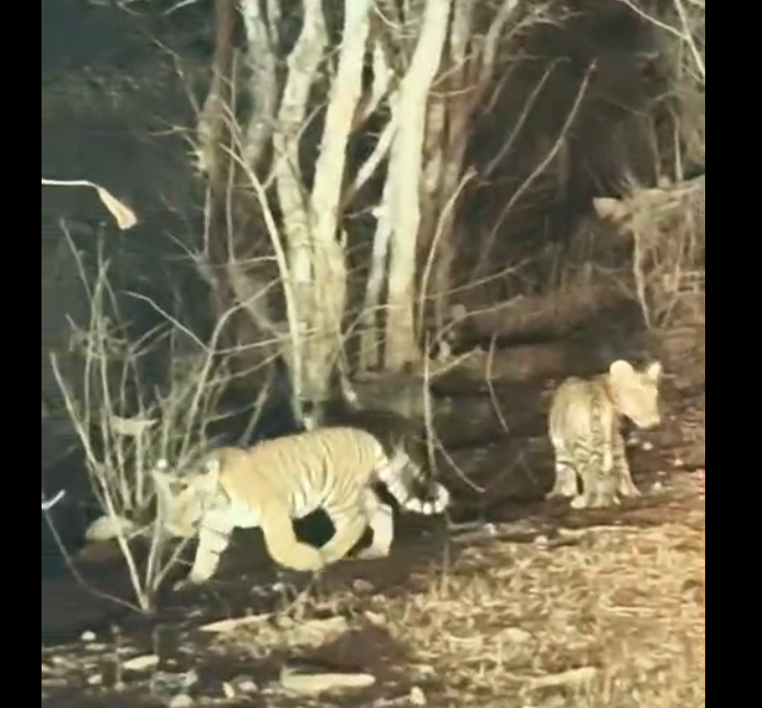 पन्ना-अमानगंज रोड में सड़क किनारे दिखे बाघिन के शावक, वीडियो वायरल