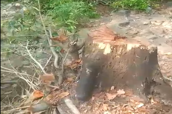 सागौन के पेड़ों की अवैध कटाईः नाकेदार पर मामले को दबाने का आरोप, रेंजर के फर्जी हस्ताक्षर से जारी झूठा प्रतिवेदन