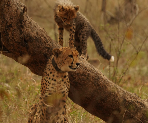 भारत में जन्मी ‘मुखी’ तीन साल की हुई, कुनो नेशनल पार्क के लिए आज का दिन खास