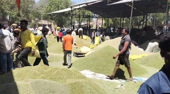 सीजन में पहली बार आवक 1800 बोरी पार, बेमौसम वर्षा से फीकी पड़ी सौंफ की चमक