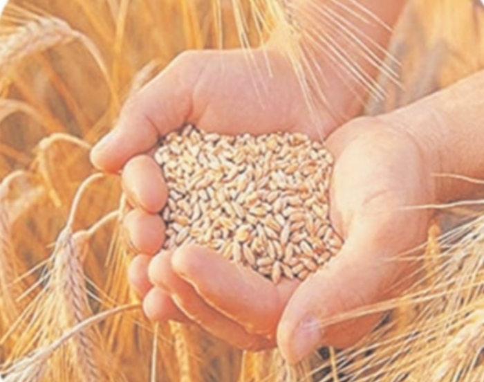 अब 10 अप्रैल से शुरु होगी समर्थन मूल्य पर गेहूं की खरीदी, जिले में 4738 किसानों ने कराया पंजीयन