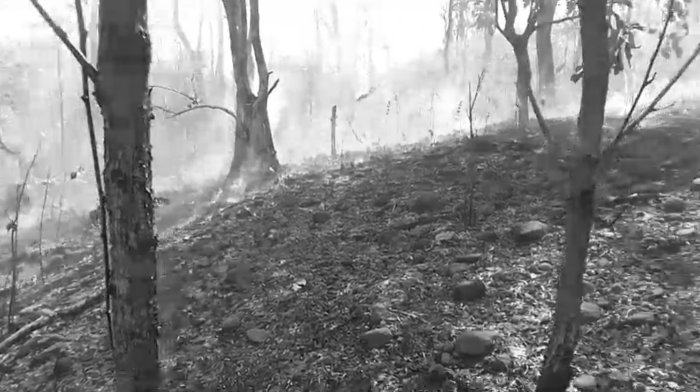 बोदरली रेंज में आग का तांडव! वन विभाग बेबस, जंगल और वन्यजीव राख में तब्दील