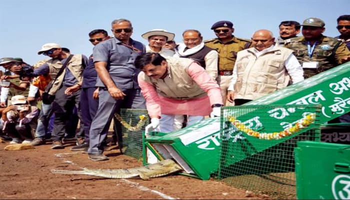 Mp News: कूनो नदी में 53 घड़ियाल और 25 कछुए रिलीज, वन्यजीव संरक्षण पर बोले सीएम डॉ. मोहन