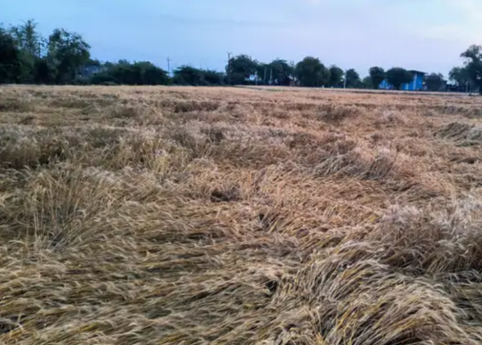 अचानक आई तेज बारिश से खेतों में कटी फसल बर्बाद, खड़ी फसलों को भी हुआ नुकसान