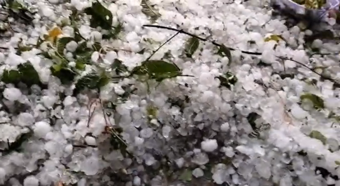 अचानक हुई तेज बारिश और भयंकर ओलावृष्टि से गेंहूं की फसल बर्बाद, किसानों की मेहनत पर फिरा पानी