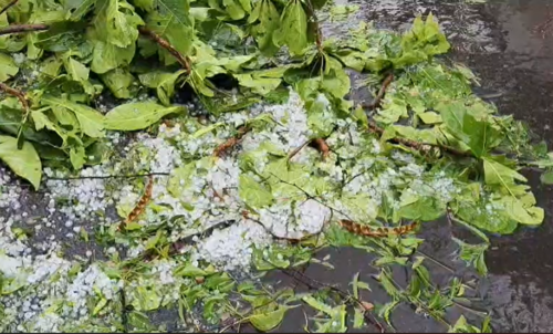 आठनेर में भारी ओलावृष्टि से फसलें तबाह, किसानों पर टूटा कुदरत का कहर