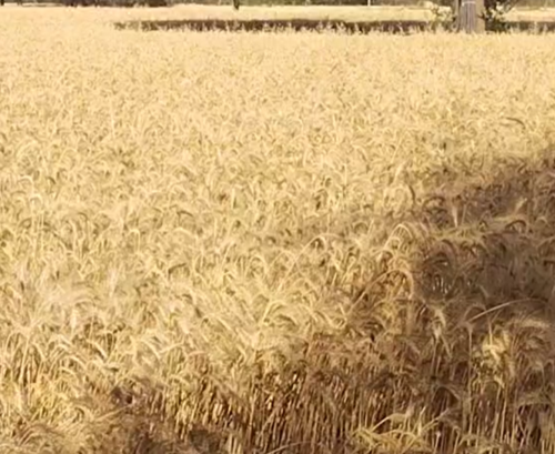 शमशाबाद और नटेरन में भयंकर ओलावृष्टि, फसलों को भारी नुकसान, किसानों पर मंडराया आर्थिक संकट