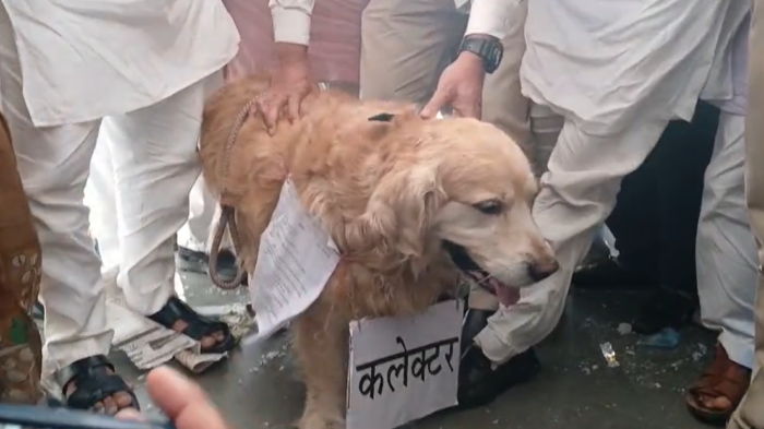 जब उमंग सिंघार ने कुत्ते को दिया ज्ञापन, कान में कहा- किसानों की बात मुख्यमंत्री तक पहुंचा देना