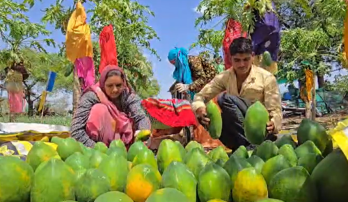 कोरोना काल में लिए एक फैसले ने बदली किसान की किस्मत, बढ़ाई तीन गुना अधिक आमदनी