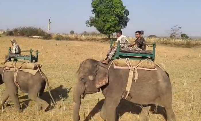 जसवंतपुरा गांव में बांध के पास बाघ की चहलकदमी, मवेशियों को बनाया शिकार, गांव में दहशत