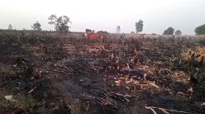 मौत बनकर टूटा बिजली का तार, 5 एकड़ फसल जलकर राख, किसान बर्बाद!