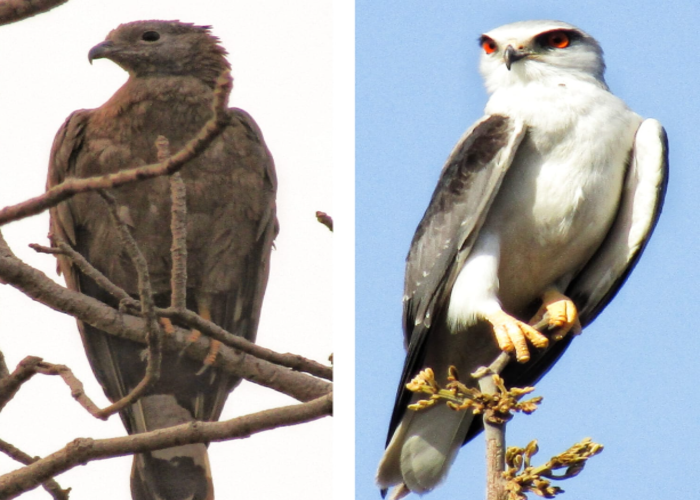 दक्षिण पन्ना वनमंडल की शाहनगर रेंज में महत्वपूर्ण शिकारी पक्षियों का मनमोहक दृश्यांकन