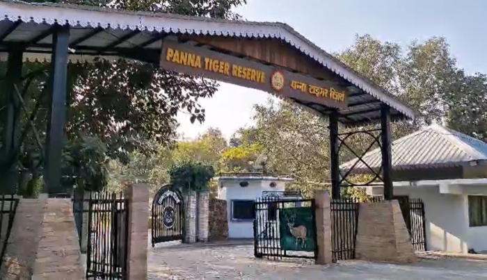 मुख्य मार्ग से 100 मीटर दूर सड़ता रहा बाघ का शव, गहरी नींद में सोता रहा प्रबंधन!