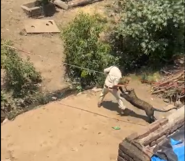 गांव में घुसा खतरनाक तेंदुआ, चार लोगों को किया घायल, मचा हड़कंप