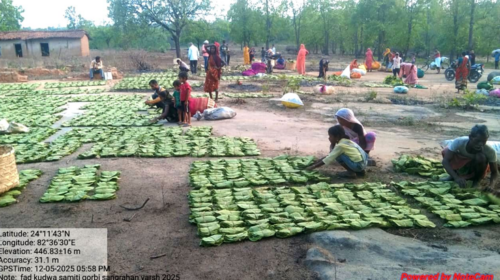 महिला तेंदूपत्ता संग्राहकों के सशक्तिकरण के लिये प्रदेश में संवेदनशील और दूरदर्शी नीतियां: मुख्यमंत्री डॉ. यादव