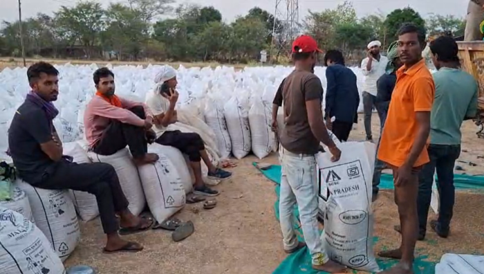 पन्ना के खरीदी केंद्रों पर लगा 'ताला', रसीद के लिए भटक रहे अन्नदाता! सर्वर डाउन, किसान परेशान