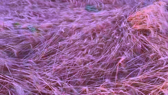 आंधी-तूफान और भारी ओलावृष्टि से खेतों में तबाही, किसानों की सालभर की मेहनत पर फिरा पानी