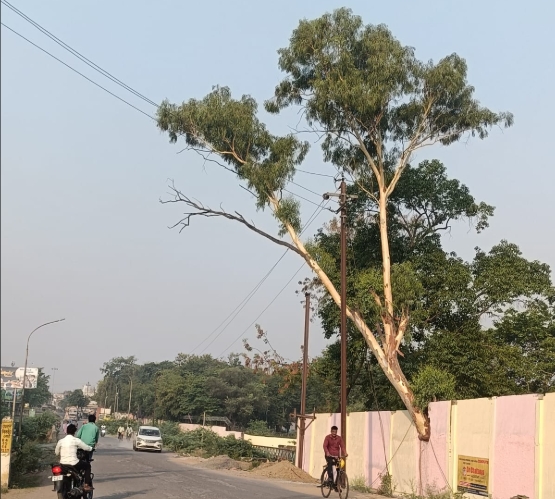 NTPC विंध्याचल कॉलोनी के पास खतरनाक हालत में लटका पेड़, हादसे का बढ़ा खतरा