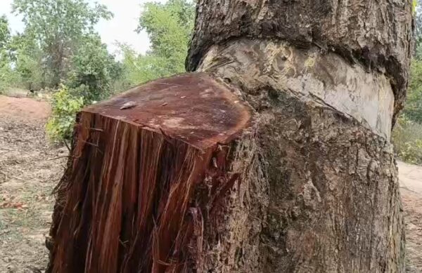 बालाघाट में जंगलों की अवैध कटाई का मामला, वन विभाग पर उठे सवाल