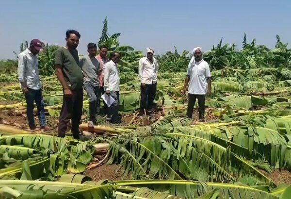 बुरहानपुर में आंधी-तूफान से केले की फसल तबाह, किसानों को भारी नुकसान