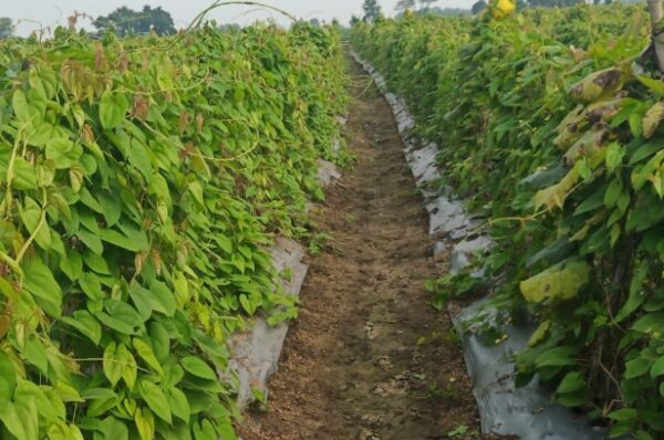रतलाम की बालम ककड़ी और गराडू को मिला जीआई टैग, किसानों को मिलेगा बड़ा लाभ