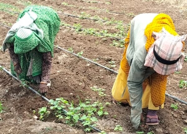 बड़वानी में बारिश का इंतजार, कमजोर मानसून से किसानों की बढ़ी चिंता