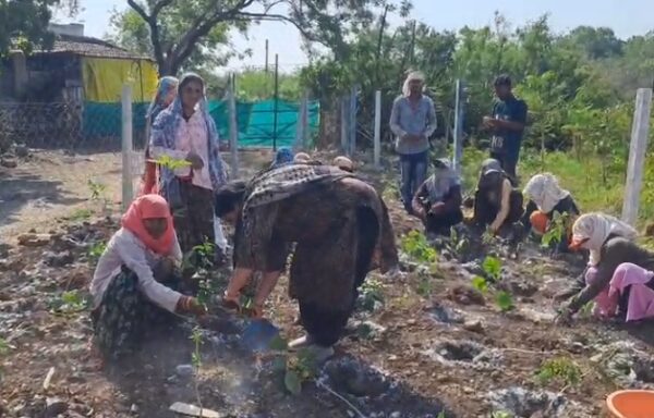 खंडवा में विश्व पर्यावरण दिवस पर नगर वन में हुआ व्यापक पौधरोपण अभियान