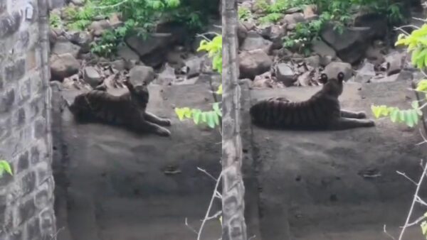 बुधनी के मिडघाट में रेलवे पुलिया के नीचे आराम की मुद्रा में बैठा दिखा बाघ