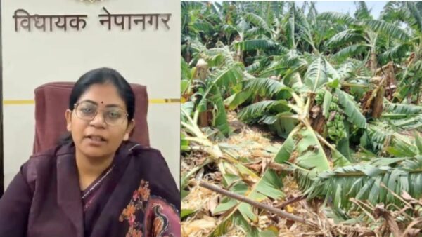 बुरहानपुर: केला फसल तबाह, विधायक ने जन्मदिन समारोह टाला, पौधारोपण का दिया संदेश