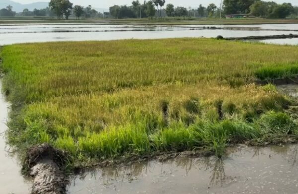 सासाराम: जमीन विवाद में धान के बिचड़े में जहर डालने का आरोप, किसान ने पुलिस से की शिकायत