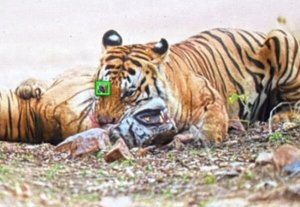पन्ना टाइगर रिजर्व में बाघों के बीच वर्चस्व की जंग, P-661 के हमले में 17 महीने की शावक की मौत