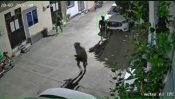 रतलाम में 'चड्डी-बनियान गैंग' का आतंक, सूने मकान में घुसकर नकदी चोरी, CCTV में कैद हुई वारदात