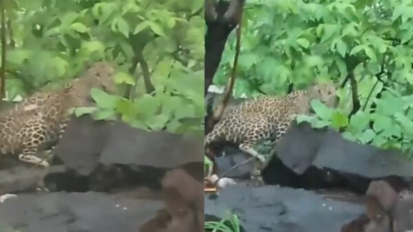 सीहोर के सलकनपुर देवी धाम मार्ग पर बाघ दिखने से दहशत, श्रद्धालुओं में मचा हड़कंप