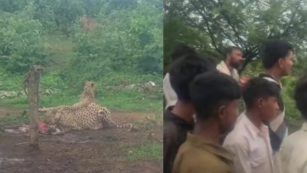 श्योपुर के डुडीखेड़ा गांव में चीतों की दस्तक, बाड़े में बंधी बछिया का किया शिकार