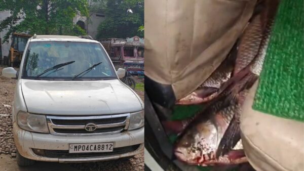 बंद ऋतु में अवैध मछली परिवहन पर कार्रवाई, भैरुंदा पुलिस ने 2 क्विंटल मछली और वाहन जब्त