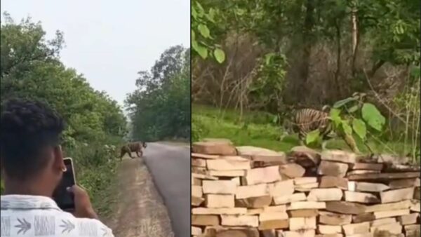 पन्ना में सड़क पर दिखा बाघ का ‘शाही वॉक’, राहगीरों ने कैमरे में कैद किया नजारा