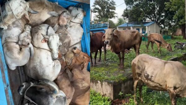 बैतूल में गौ तस्करी के खिलाफ बड़ी कार्रवाई, 20 किलोमीटर पीछा कर 10 गोवंश मुक्त, एक आरोपी गिरफ्तार