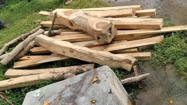पन्ना में अवैध फर्नीचर निर्माण पर वन विभाग की कार्रवाई, 21 नग सागौन चिरान जब्त