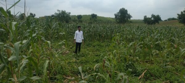 बुरहानपुर: जंगली सूअरों का बढ़ा आतंक, मक्का की फसल बचाने रातभर खेतों में पहरा दे रहे किसान