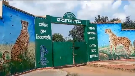 चार साल में कूनो की बदली तस्वीर, 52 चीतों से श्योपुर की बढ़ी पहचान