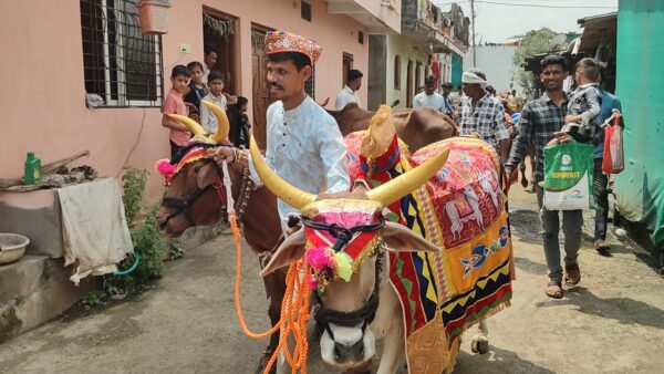 बुरहानपुर में श्रद्धा और उल्लास के साथ मनाया गया पोला पर्व, सजे-धजे बैलों की हुई पूजा